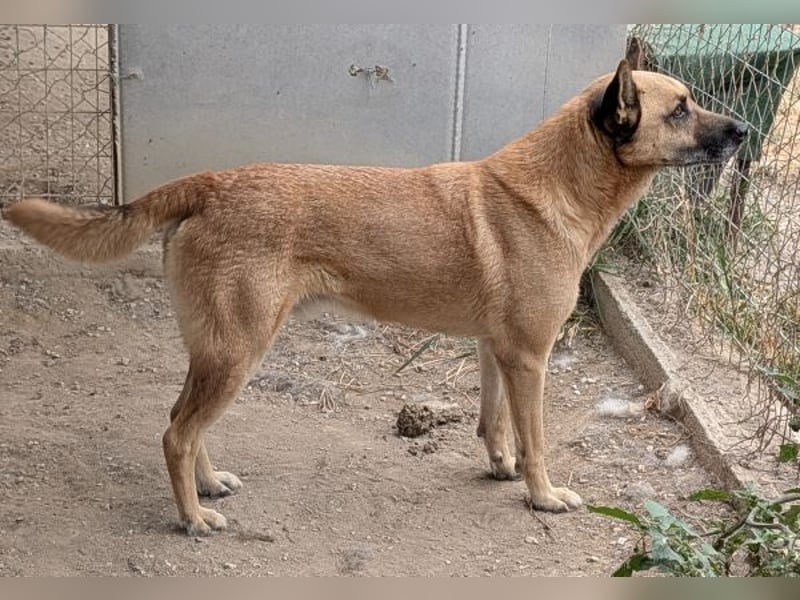 Diesel, geb. ca. 04/2022, lebt in GRIECHENLAND, im städt. Tierheim Serres