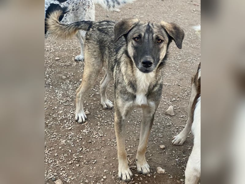 Erwin, geb. ca. 05/2024, lebt in GRIECHENLAND, im städt. Tierheim Serres