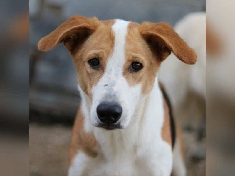 Eneas, geb. ca. 07/2023, lebt in GRIECHENLAND, im städt. Tierheim Serres