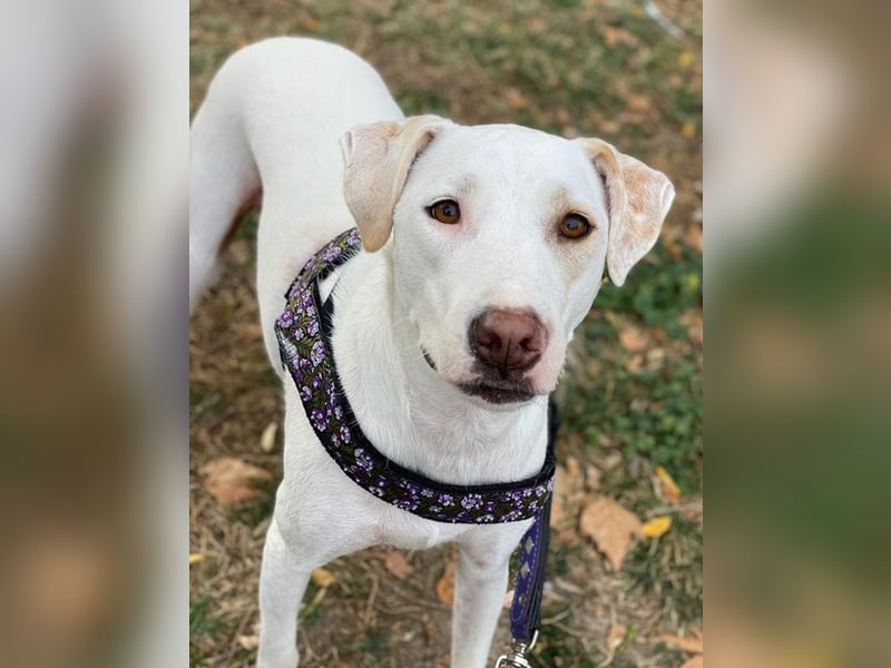 Janna, geb. ca. 10/2019, lebt in GRIECHENLAND, auf einer privaten Pflegestelle Janna, geb. ca. 10/2019, lebt in GRIECHENLAND, auf einer privaten Pflegestelle