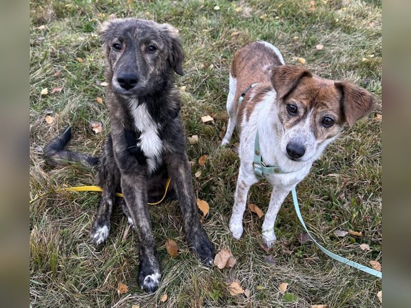 Kaya, geb. ca. 05/2025, lebt auf einer Pflegestelle in 95168 Marktleuthen