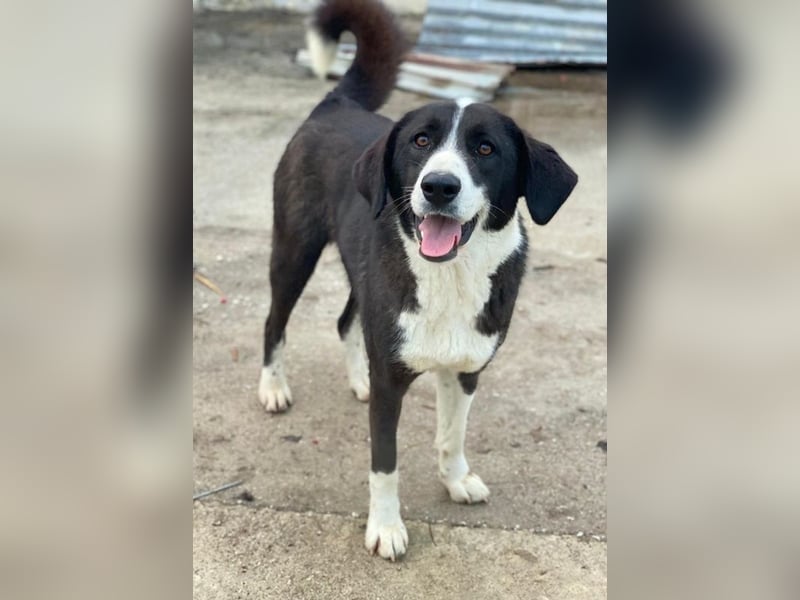 Aquata, geb. ca. 01/2023, lebt in GRIECHENLAND, im städt. Tierheim Serres