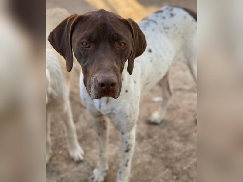 Areno, geb. ca. 08/2024, lebt in GRIECHENLAND, auf einer privaten Pflegestelle