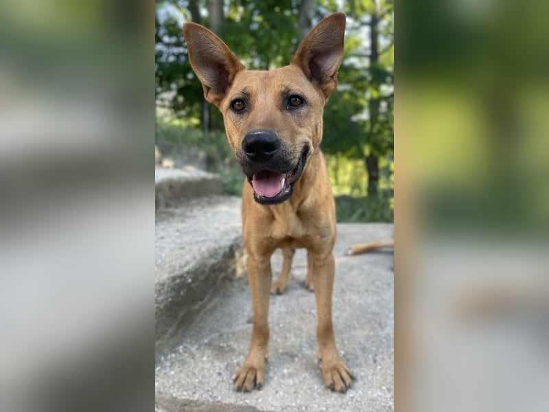 Zella, geb. ca. 03/2023, lebt auf einer Pflegestelle in 47638 Straelen