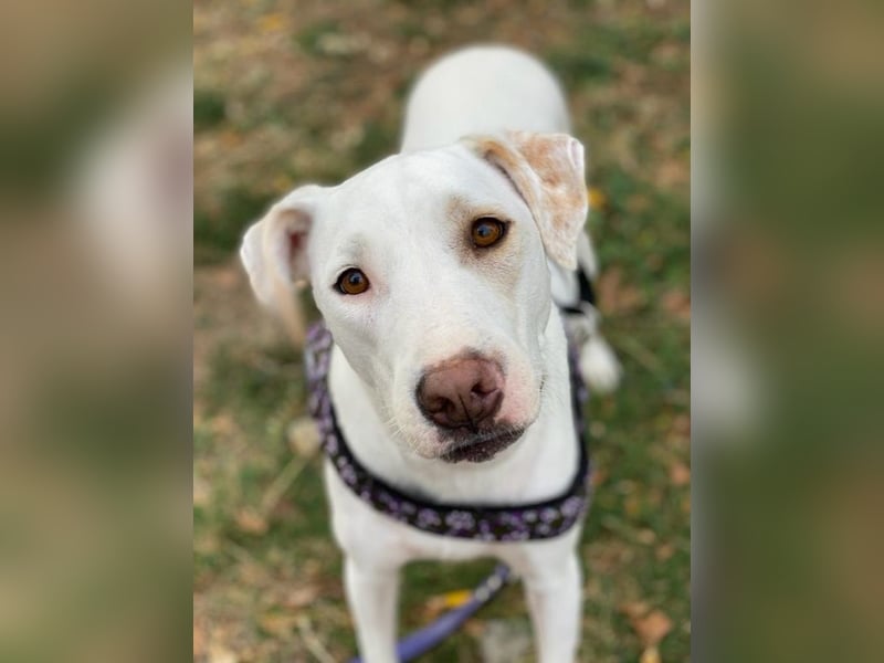 Janna, geb. ca. 10/2019, lebt in GRIECHENLAND, auf einer privaten Pflegestelle Janna, geb. ca. 10/2019, lebt in GRIECHENLAND, auf einer privaten Pflegestelle