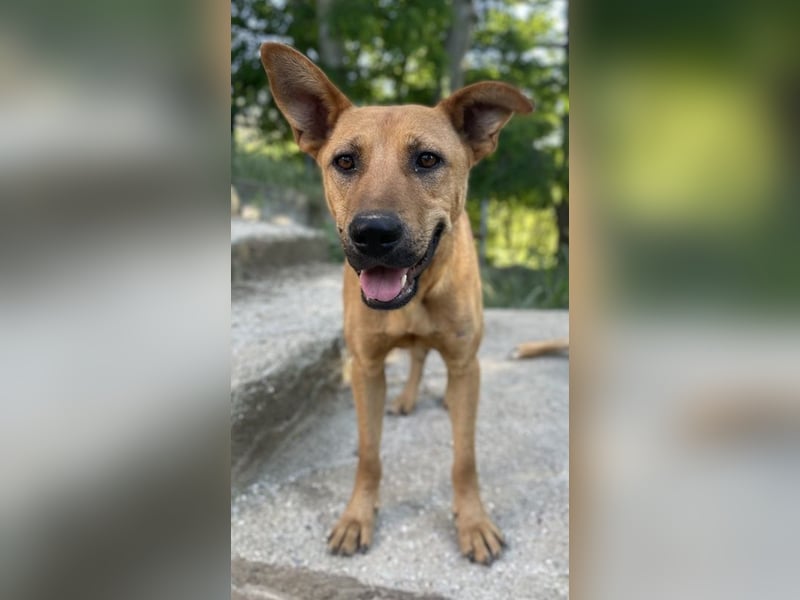 Zella, geb. ca. 03/2023, lebt auf einer Pflegestelle in 47638 Straelen