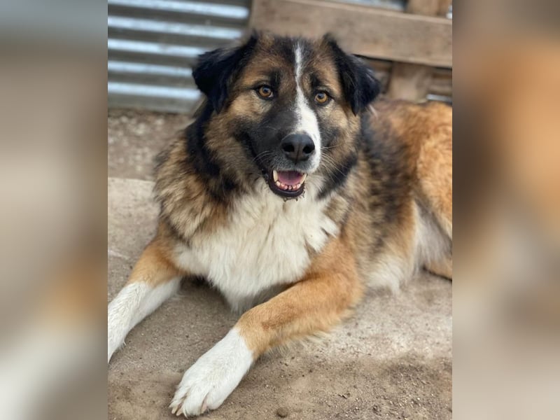 Poppi, geb. ca. 06/2021, lebt in GRIECHENLAND, im städt. Tierheim Serres