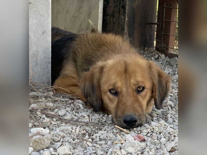 Kerchak, geb. ca. 07/2021, lebt in GRIECHENLAND, im städt. Tierheim Serres