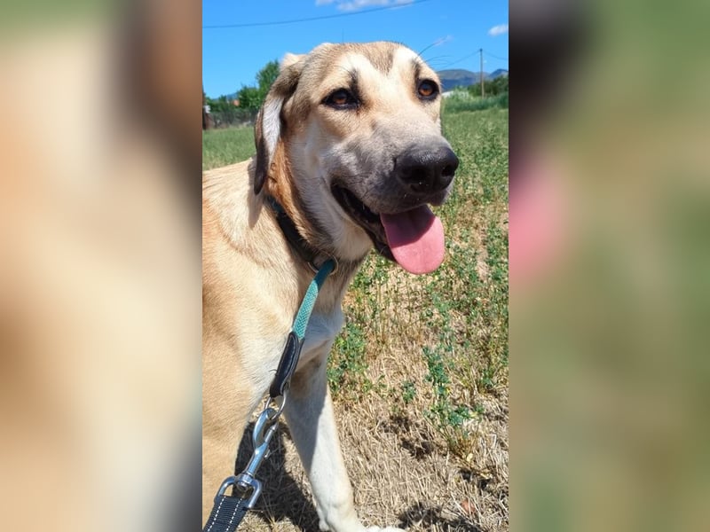 Angeliki, geb. ca. 12/2024, lebt in GRIECHENLAND, auf einer privaten Pflegestelle