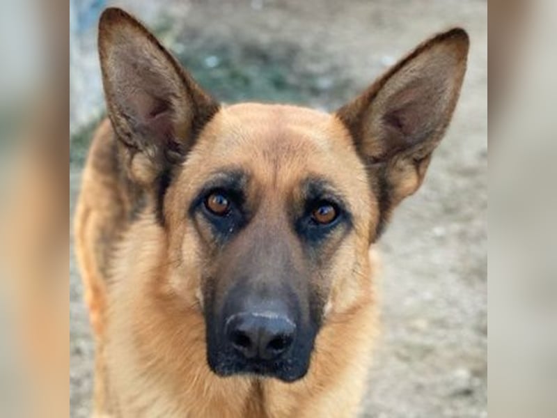 Wilma, geb. ca. 04/2021, lebt in GRIECHENLAND, im städt. Tierheim Serres