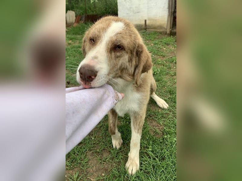 Baruso, geb. ca. 05/2020, lebt in GRIECHENLAND, auf einer privaten Pflegestelle