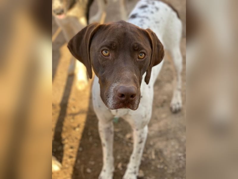 Areno, geb. ca. 08/2024, lebt in GRIECHENLAND, auf einer privaten Pflegestelle