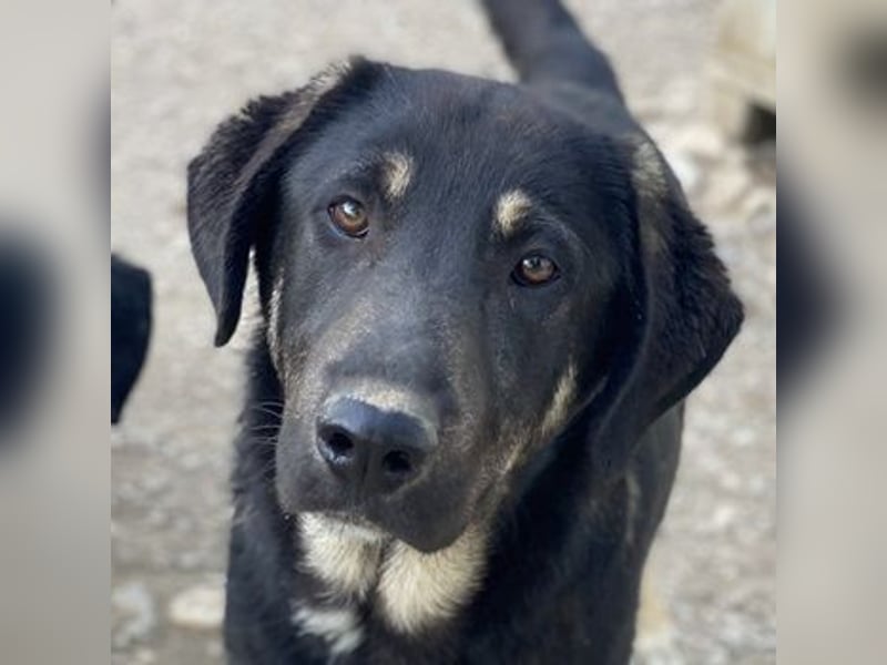 Neco, geb. ca. 11/2023, lebt in GRIECHENLAND, im städt. Tierheim Serres Neco, geb. ca. 11/2023, lebt in GRIECHENLAND, im städt. Tierheim Serres