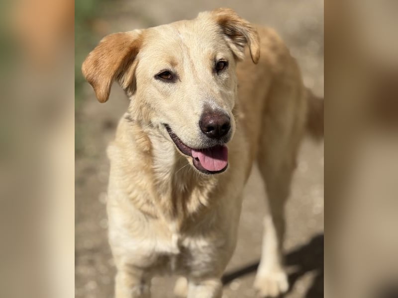 Liova, geb. ca. 10/2024, lebt in GRIECHENLAND, auf einem Gelände, Hunde werden notdürftig versorgt