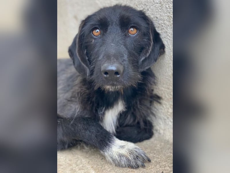 Erebus, geb. ca. 01/2025, lebt in GRIECHENLAND, im städt. Tierheim Serres