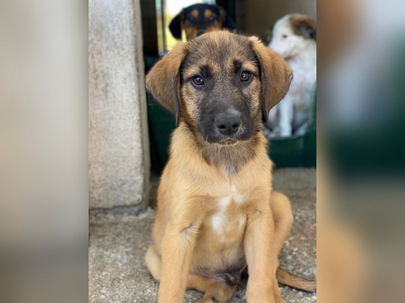 Maverick, geb. ca. 07/2025, lebt in GRIECHENLAND, im städt. Tierheim Serres