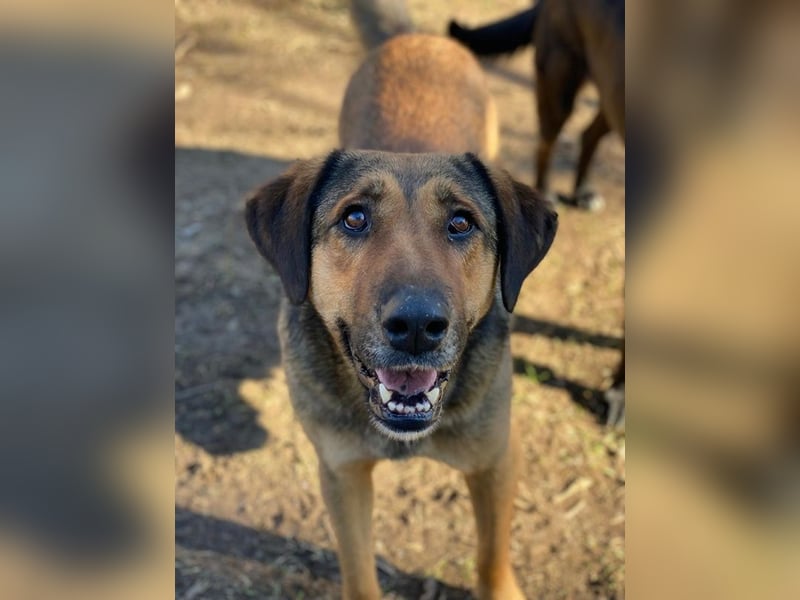 Rhea, geb. ca. 11/2021, lebt in GRIECHENLAND, auf einer privaten Pflegestelle