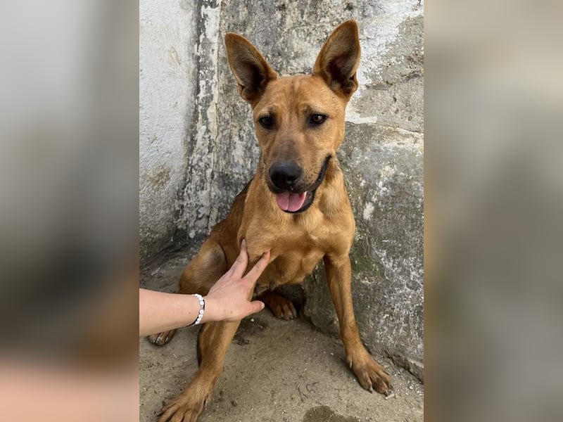 Zella, geb. ca. 03/2023, lebt auf einer Pflegestelle in 47638 Straelen