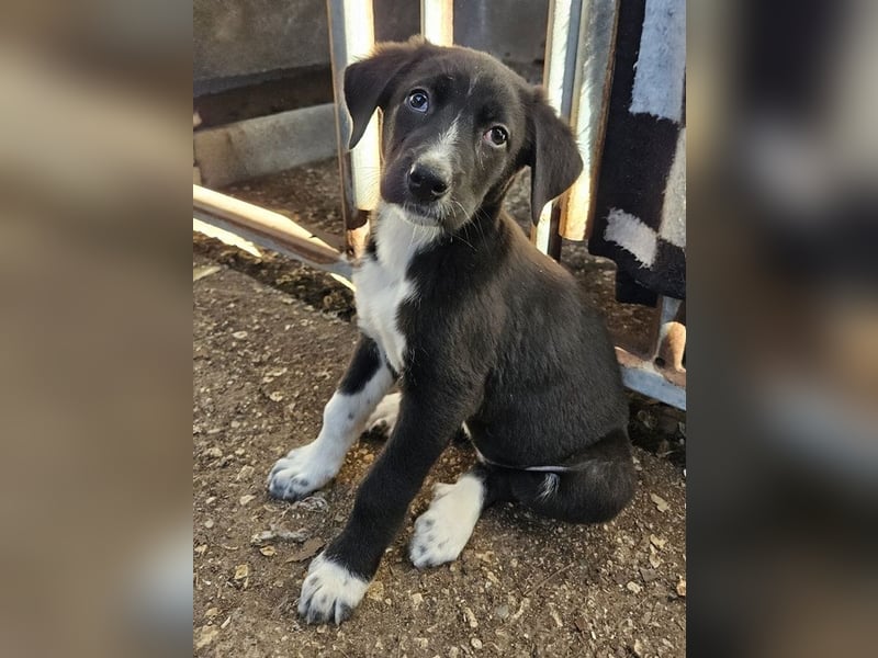 Fleur, geb. ca. 02/2025, lebt in GRIECHENLAND, auf einer privaten Pflegestelle