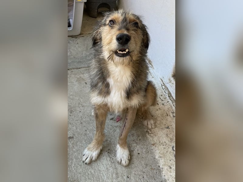 Flóki, geb. ca. 11/2023, lebt in GRIECHENLAND, auf einer privaten Pflegestelle