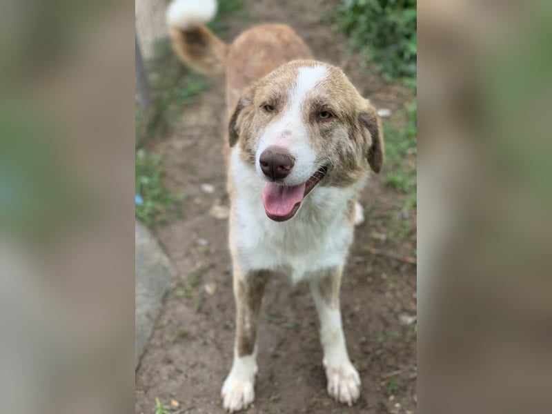 Baruso, geb. ca. 05/2020, lebt in GRIECHENLAND, auf einer privaten Pflegestelle