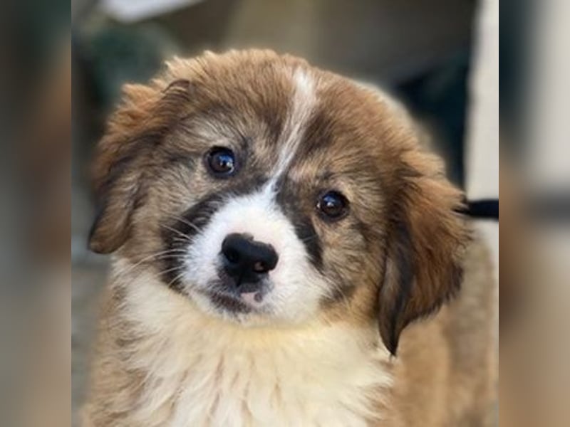 Suvi, geb. ca. 08/2025, lebt in GRIECHENLAND, im städt. Tierheim Serres