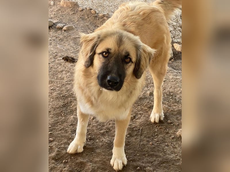 Malou, geb. ca. 04/2024, lebt in GRIECHENLAND, im städt. Tierheim Serres