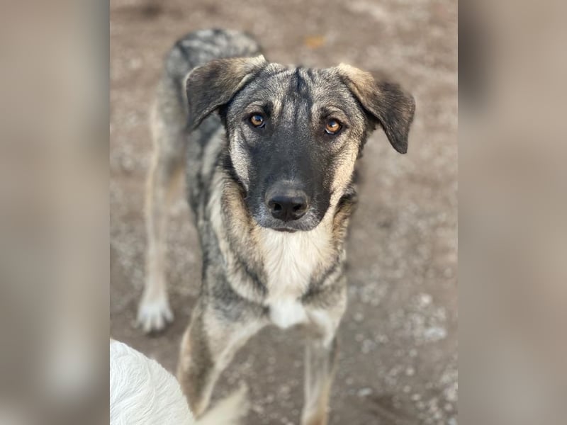 Erwin, geb. ca. 05/2024, lebt in GRIECHENLAND, im städt. Tierheim Serres