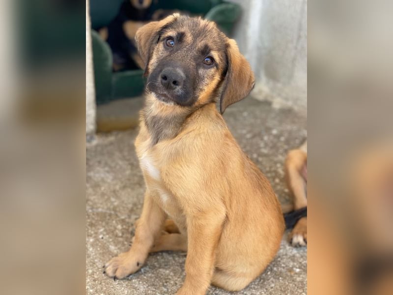 Maverick, geb. ca. 07/2025, lebt in GRIECHENLAND, im städt. Tierheim Serres