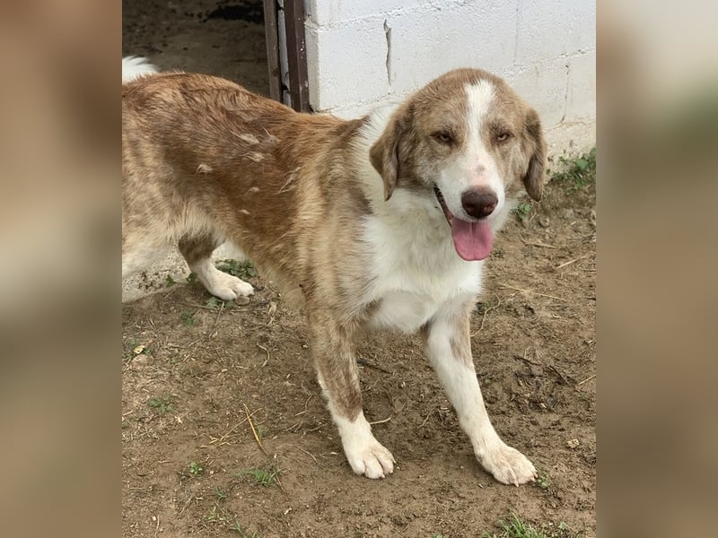 Baruso, geb. ca. 05/2020, lebt in GRIECHENLAND, auf einer privaten Pflegestelle