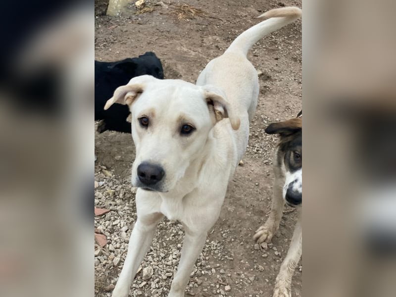 Miguel, geb. ca. 08/2024, lebt in GRIECHENLAND, im städt. Tierheim Serres Miguel, geb. ca. 08/2024, lebt in GRIECHENLAND, im städt. Tierheim Serres