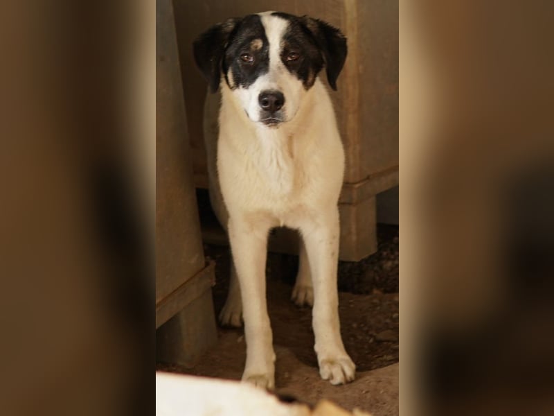 Thundery, geb. ca. 11/2022, lebt in GRIECHENLAND, im städt. Tierheim Serres