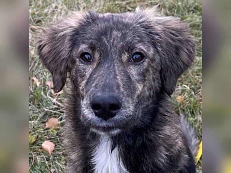 Kaya, geb. ca. 05/2025, lebt auf einer Pflegestelle in 95168 Marktleuthen