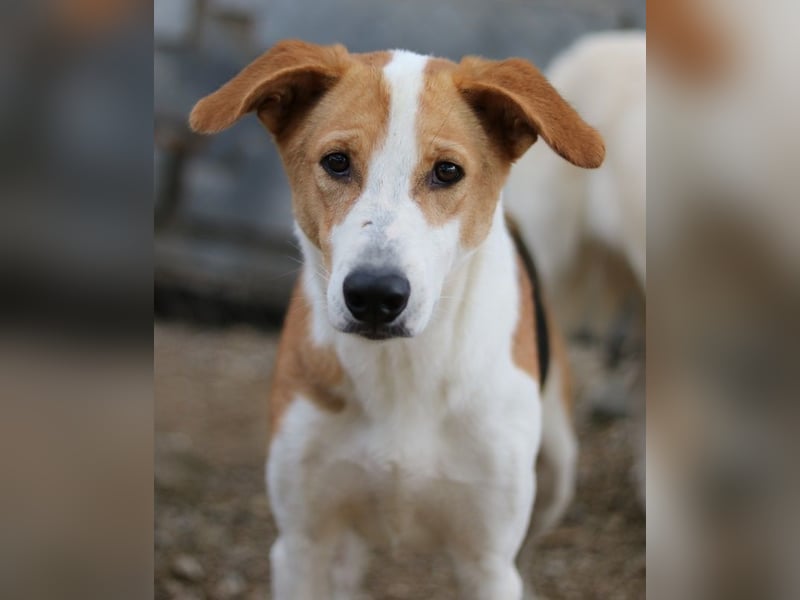 Eneas, geb. ca. 07/2023, lebt in GRIECHENLAND, im städt. Tierheim Serres