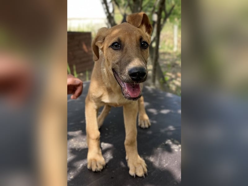 Jamie, geb. ca. 06/2022, lebt in GRIECHENLAND, auf einer privaten Pflegestelle