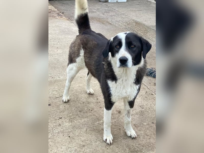 Aquata, geb. ca. 01/2023, lebt in GRIECHENLAND, im städt. Tierheim Serres