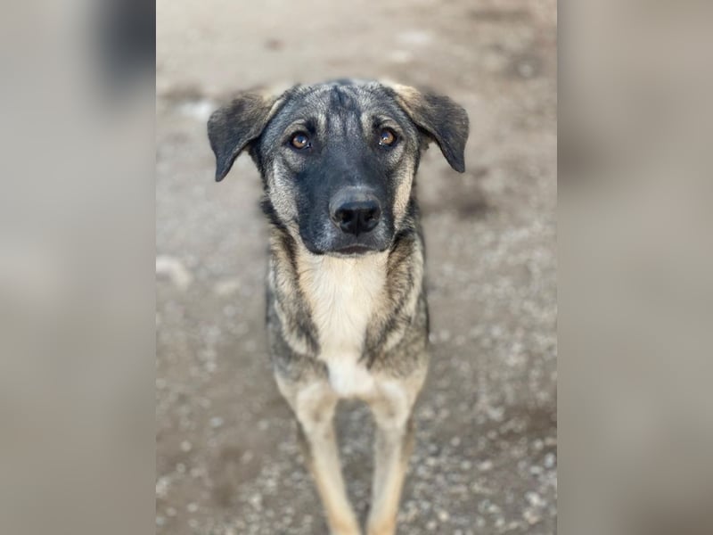 Erwin, geb. ca. 05/2024, lebt in GRIECHENLAND, im städt. Tierheim Serres