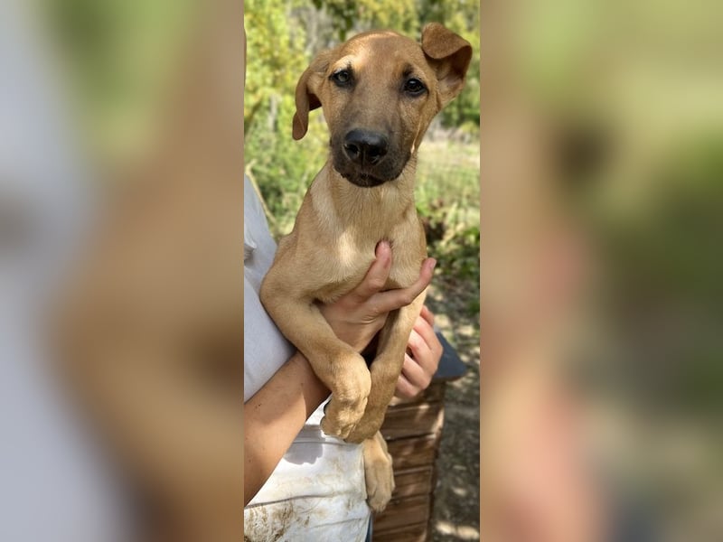 Jamie, geb. ca. 06/2022, lebt in GRIECHENLAND, auf einer privaten Pflegestelle