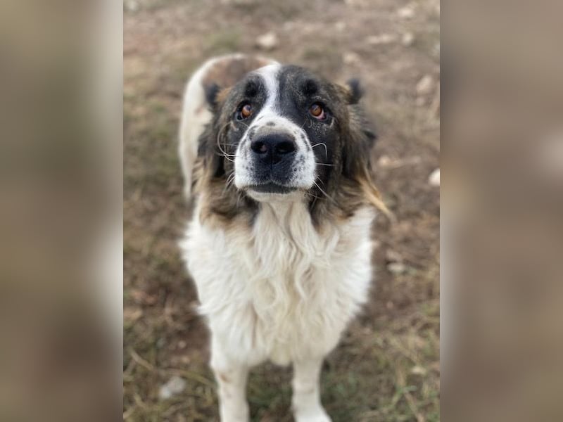 Marla, geb. ca. 06/2020, lebt in GRIECHENLAND, im städt. Tierheim Serres