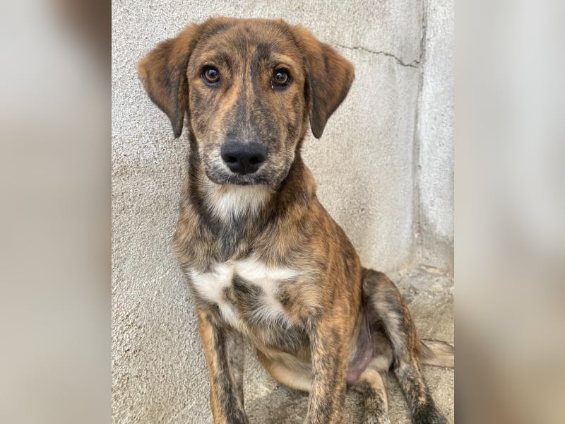 Fiyero, geb. ca. 07/2025, lebt in GRIECHENLAND, im städt. Tierheim Serres