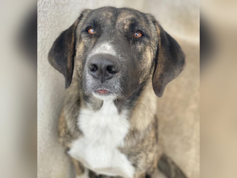 Tenera, geb. ca. 10/2024, lebt in GRIECHENLAND, im städt. Tierheim Serres