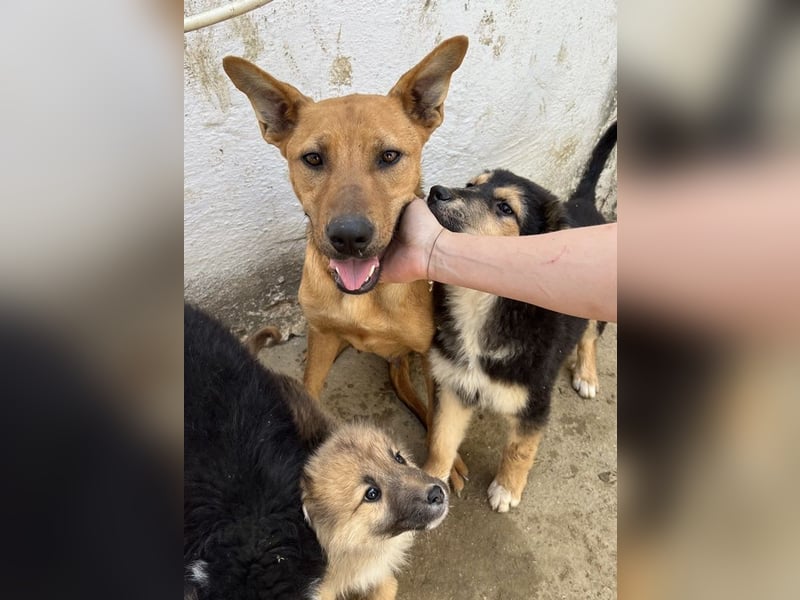 Zella, geb. ca. 03/2023, lebt auf einer Pflegestelle in 47638 Straelen