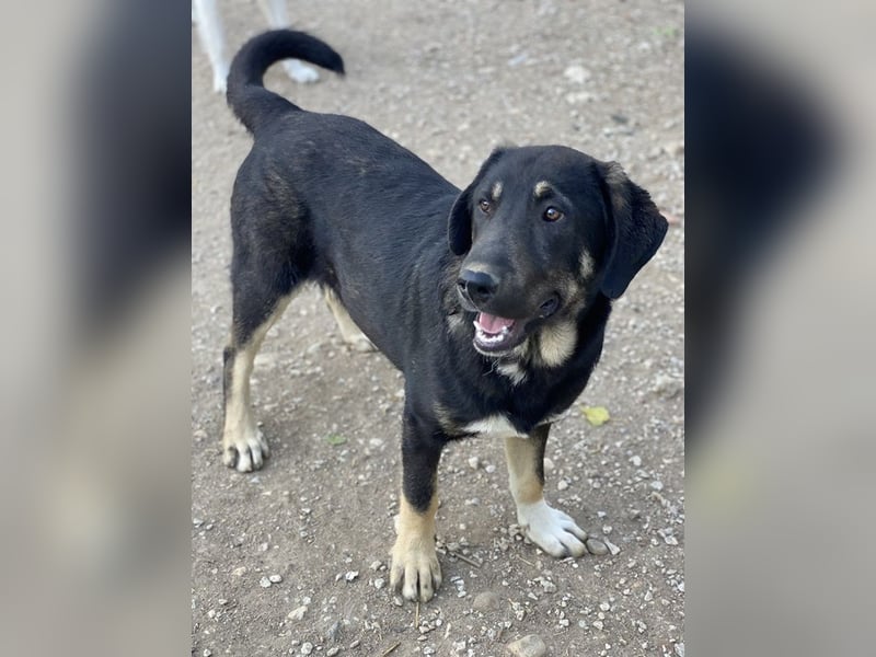 Neco, geb. ca. 11/2023, lebt in GRIECHENLAND, im städt. Tierheim Serres Neco, geb. ca. 11/2023, lebt in GRIECHENLAND, im städt. Tierheim Serres