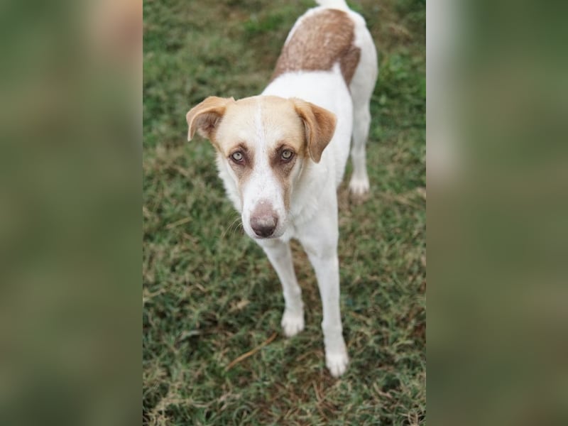 Evi, geb. ca. 06/2020, lebt in GRIECHENLAND, im städt. Tierheim Serres