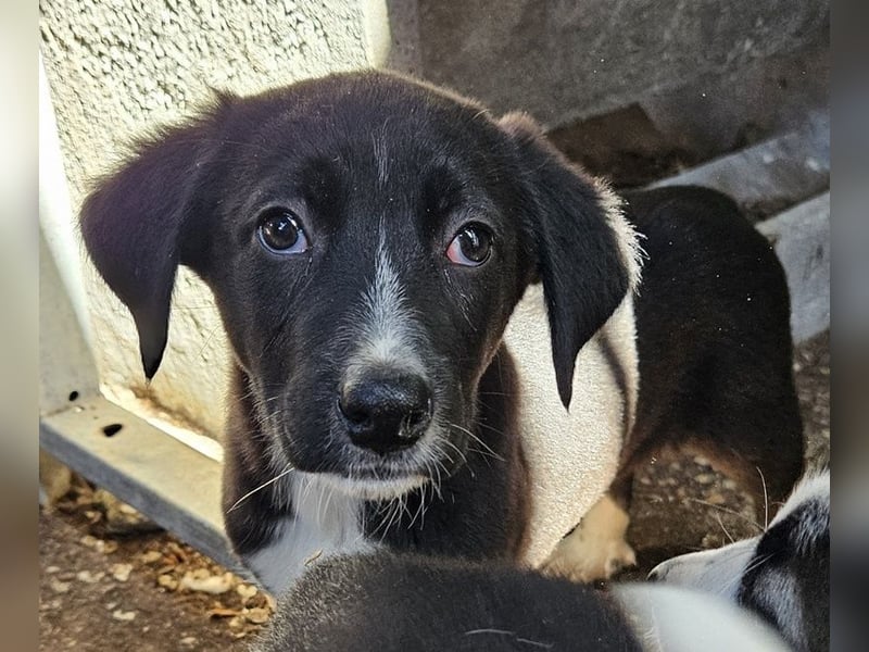 Fleur, geb. ca. 02/2025, lebt in GRIECHENLAND, auf einer privaten Pflegestelle