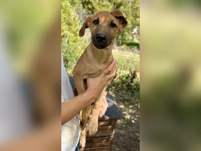 Jamie, geb. ca. 06/2022, lebt in GRIECHENLAND, auf einer privaten Pflegestelle