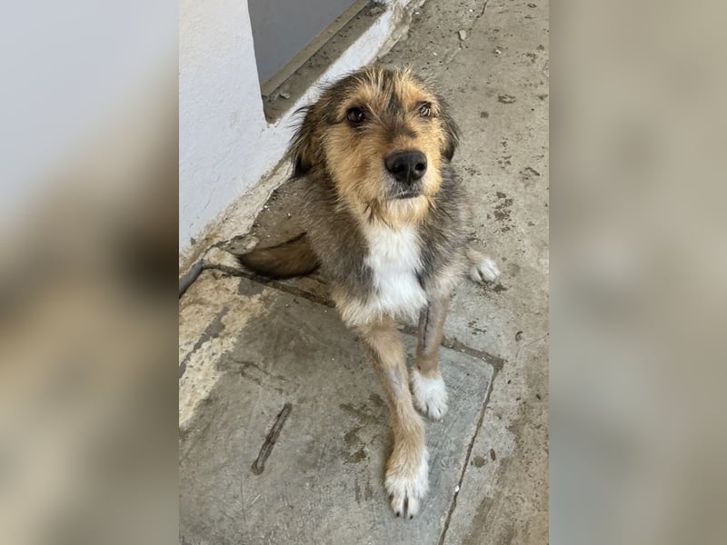 Flóki, geb. ca. 11/2023, lebt in GRIECHENLAND, auf einer privaten Pflegestelle