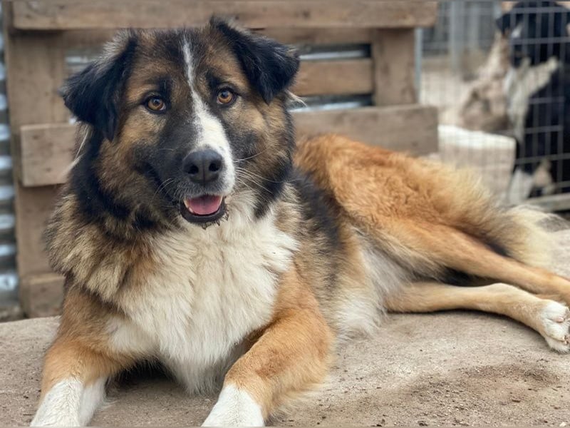 Poppi, geb. ca. 06/2021, lebt in GRIECHENLAND, im städt. Tierheim Serres