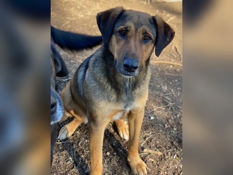 Rhea, geb. ca. 11/2021, lebt in GRIECHENLAND, auf einer privaten Pflegestelle