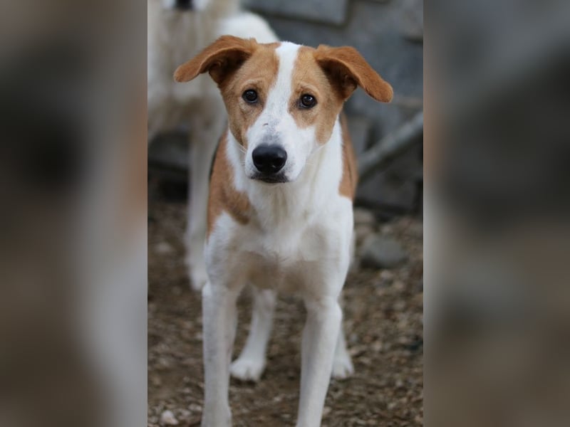 Eneas, geb. ca. 07/2023, lebt in GRIECHENLAND, im städt. Tierheim Serres